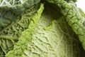 savoy cabbage Royalty Free Stock Photo