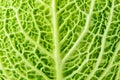 Savoy cabbage corrugated structure green leaf with concavities, close-up macro, background wallpaper, selective focus Royalty Free Stock Photo