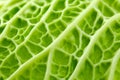 Savoy cabbage corrugated structure green leaf with concavities, kitchen garden, close-up macro, background wallpaper, selective Royalty Free Stock Photo