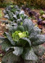 Savoy cabbage with crinkled leaves growing in ecological vegetable garden. Royalty Free Stock Photo