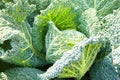 Savoy cabbage with crystal water drops grows in garden Royalty Free Stock Photo