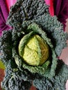 Savoy cabbage for eating