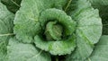 Savoy cabbage field bio detail leaves leaf heads Brassica oleracea sabauda close-up land root crop vegetable farm Royalty Free Stock Photo