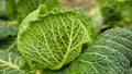 Savoy cabbage field bio detail leaves leaf heads Brassica oleracea sabauda close-up land root crop vegetable farm Royalty Free Stock Photo