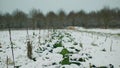 Savoy cabbage field vegetable winter snow covered frost bio detail leaves leaf heads Brassica oleracea sabauda close-up Royalty Free Stock Photo