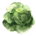 Savoy cabbage. Food illustration watercolor. Isolated on a white background. vector