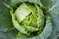 Savoy cabbage Royalty Free Stock Photo