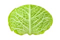 Savoy cabbage head with branching, kitchen garden, winter green vegetable, isolated on white background with clipping path Royalty Free Stock Photo
