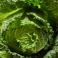 Savoy cabbage head Royalty Free Stock Photo