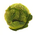 Savoy cabbage