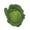 Savoy cabbage isolated against a white background Royalty Free Stock Photo