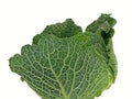 Savoy cabbage isolated against a white background Royalty Free Stock Photo