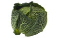 Organic Savoy Cabbage Isolated