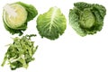 Savoy cabbage isolated on white background with. Top view with copy space for your text. Flat lay Royalty Free Stock Photo