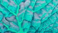 Savoy cabbage leaf close up. Textured bumpy wrinkled surface. Turquoise tinted spectacular and bright background or wallpaper.