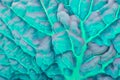 Savoy cabbage leaf close up. Textured bumpy wrinkled surface. Turquoise tinted spectacular and bright background or wallpaper.