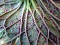 Savoy cabbage leaves are bright green Close wrinkled organic fiber texture. suitable for wallpaper background Royalty Free Stock Photo