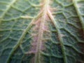 Savoy cabbage leaves are bright green Close wrinkled organic fiber texture. suitable for wallpaper background Royalty Free Stock Photo