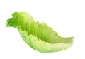 Savoy cabbage leaves on white background Royalty Free Stock Photo