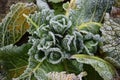 Frost-resistant Savoy cabbage