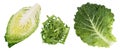 Savoy cabbage slice isolated on white background with full depth of field. Top view. Flat lay