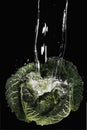 Savoy cabbage under jet of water