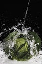 Savoy cabbage under jet of water