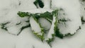 Savoy cabbage vegetable winter field snow covered frost bio detail leaves leaf heads Brassica oleracea sabauda close-up