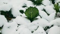 Savoy cabbage vegetable winter field snow covered frost bio detail leaves leaf heads Brassica oleracea sabauda close-up Royalty Free Stock Photo