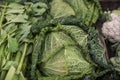 Savoy cabbage