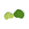 Savoy cabbage whole and cut in half,