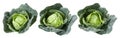 Savoy cabbages Royalty Free Stock Photo