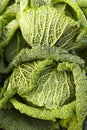 Savoy cabbages Royalty Free Stock Photo