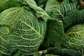 Savoy Cabbages Royalty Free Stock Photo