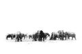 Savuti elephants. Black and white art photo of African elephant, heard near the water, big tusker from front view drinking water Royalty Free Stock Photo