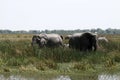 Grazing Elephants Royalty Free Stock Photo