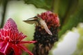 Saw-billed hermit in flight, Folha Seca, Brazil