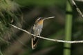 Saw-billed hermit, Ramphodon naevius