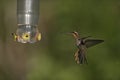 Saw-billed hermit, Ramphodon naevius