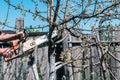 Saw the branches of a pear tree with a chainsaw Royalty Free Stock Photo
