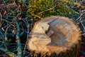 The stump of a felled tree, the saw cut and the swath of trees, the tree trunk in the slice