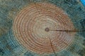 Saw cut tree trunk with annual rings Royalty Free Stock Photo