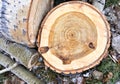 Cut the trunk of the tree poplar