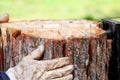 Saw cutting wood for winter. A man cutting firewood for the winter using a modern machine lumber saw. Royalty Free Stock Photo