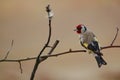 Goldfinch. A beautiful and irritated bird.