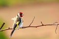 Goldfinch. A beautiful and irritated bird.