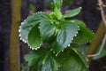 Acalypha godseffiana