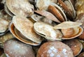 SAW Live Scallops Royalty Free Stock Photo