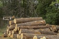 Stacking saw logs,pallet lumber