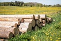 Saw logs stacked in a pile. Green meadow with yellow dandelions